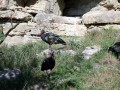 SAM_2401